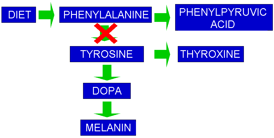 Diagram showing the metabolic block in 
PKU