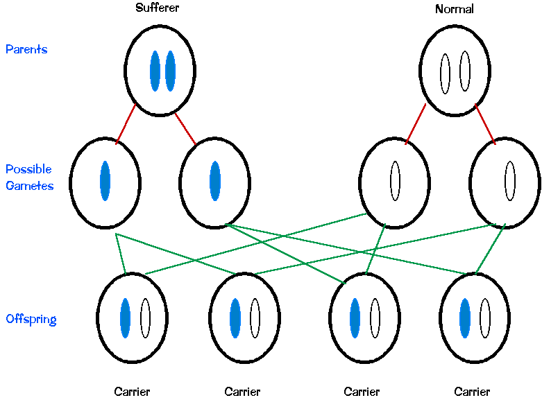 Diagram showing inheritance of PKU